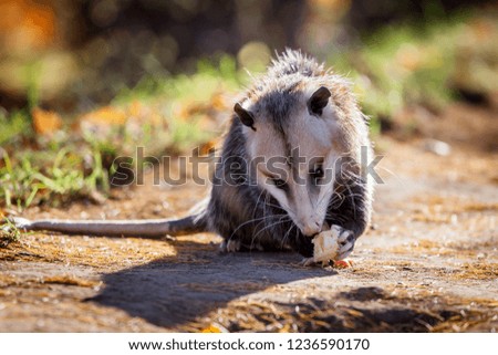 The Virginia opossum, Didelphis virginiana, in autumn park