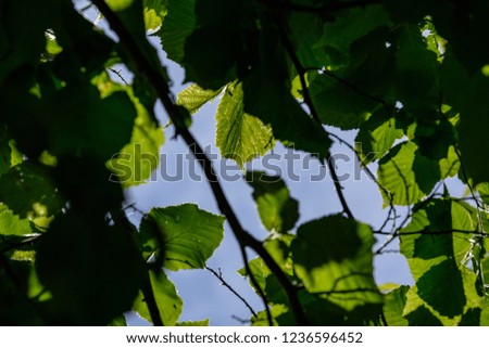 fresh green foliage tree leaves in morning light against blur background and blue sky
