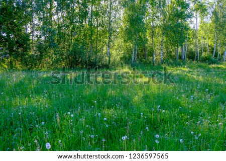 beautiful green meadow with summer flowers near forest in warm summer day. foliage texture
