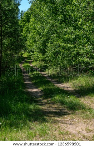 green foliage in summer with harsh shadows and bright sunlight in forest