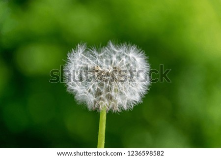 dandelion fluff in green meadow in summer with lots of sunlight