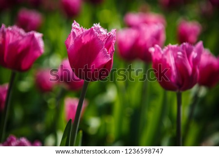 Beautiful colorful pink tulips flowers bloom in spring garden.Decorative wallpaper with red tulipa flower blossom in springtime.Download royalty free curated images collection with flower for design