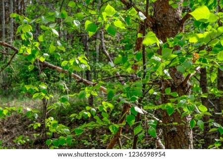 green foliage in summer with harsh shadows and bright sunlight in forest