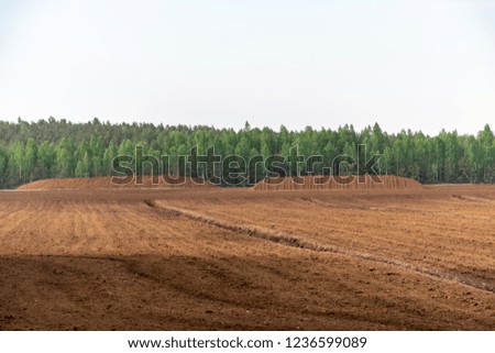 swamp area landscape view with lonely pine trees and turf fields in green summer foliage surroundings