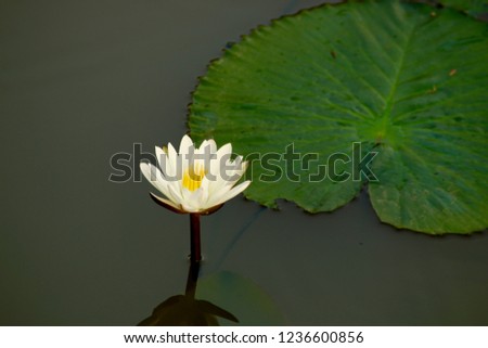 Closeup picture of a white lotus