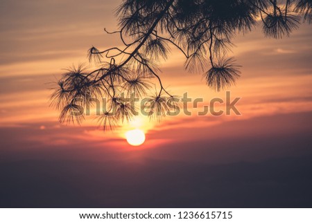Silhouette view of pine tree leaf at sunset