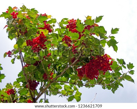 View on bunch of the ripe berries of Viburnum hanging on the branch. Picture taken underneath the tree