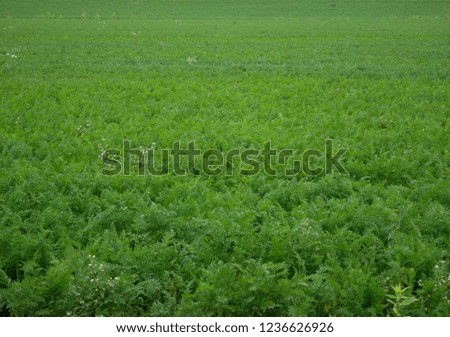 big carrot field / carrots green