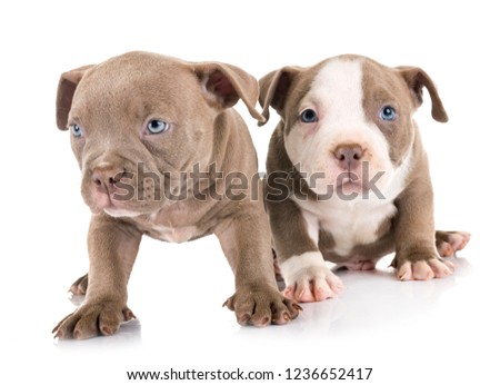 puppies american bully in front of white background