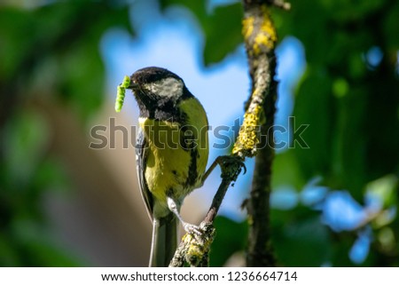 small tomtit bird with worm in the beak on the wire in summer countryside
