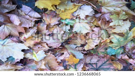 autumn colorful leaves background. maple leaf texture background.