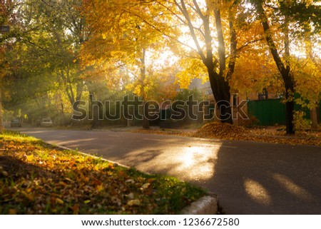Autumn landscape with bright colorful foliage.
