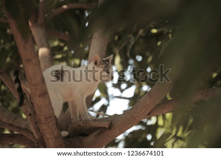 animals and nature: horizontal photography of a small white cat with grey and black spots on his head cleaning himslefl on top of a mango tree branch, outdoors on a sunny day in the Gambia, Africa