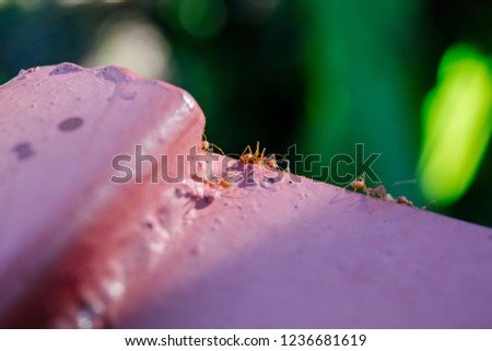 
harmonious of red ant