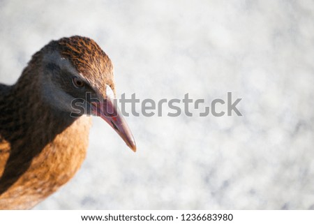 Portrait shots of different species of birds in New Zealand