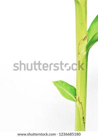 Young bright green shoot with leaf on right side of picture isolated on white background with copy space on left                    