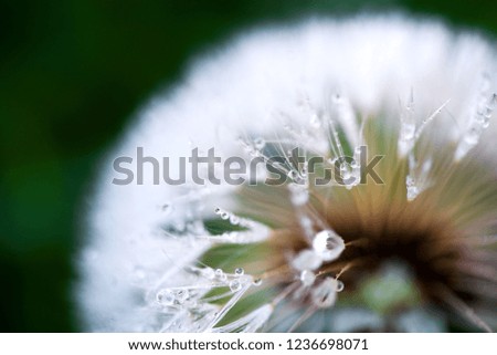 Macro shot of fluffy and fragile dandelion flower with rain drops in early morning. Concept of changing seasons and nature awakening. Wind blowing away the seeds.
