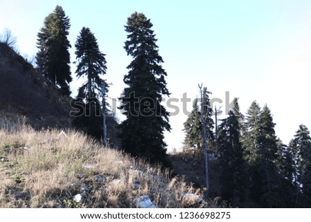 high pines on mountain slopes