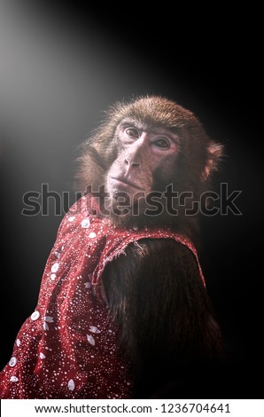 monkey wearing red cloth