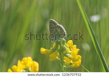 macro picture with a colorful butterfly on a yellow flower. Positive summer shot with a bright insect