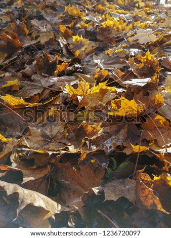 Dried leaf in autumn