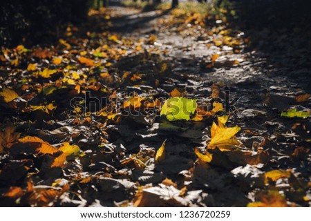Autumn leaves in lively back lit sunlight