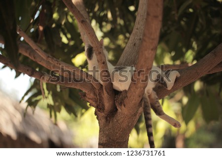 horizontal photo of a white and grey spotted kitty hugging a thin brown branch of a young mango tree, outdoors in the Gambia, Africa