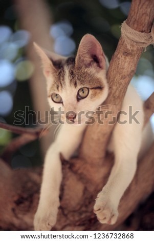 vertical photography of a funny animal: white and grey spotted kitty hugging a thin brown branch of a young mango tree, outdoors in the Gambia, Africa