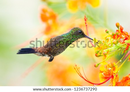Colorful pastel colored photo of a Copper-rumped Hummingbird, Amazilia tobaci, feeding on a Pride of Barbados flowers with rain droplets.