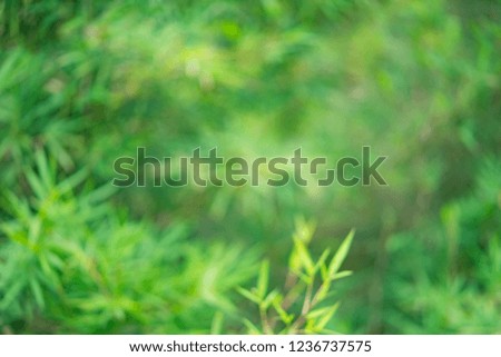 blurred image defocus green bamboo leaves branch tree , background and texture