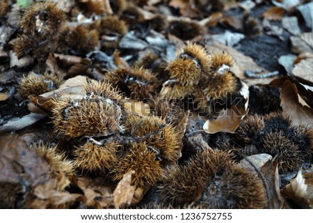 Sweet chestnuts on the woodland floor