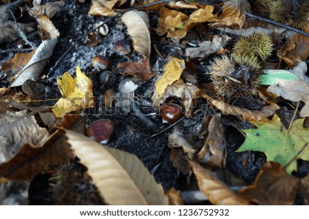 Sweet chestnuts on the woodland floor 