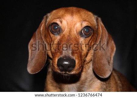 Rusty the miniature red dachshund hot dog close up studio portrait face pictures. Images are isolated of the purebred pedigree wiener puppy in Miami Lauderdale South Florida.