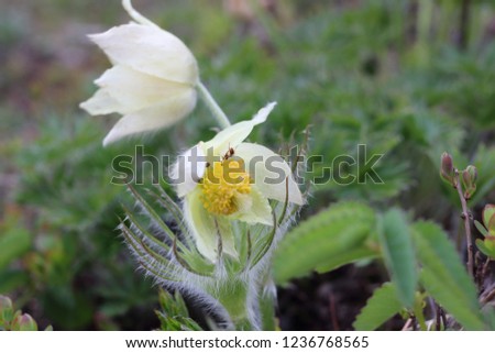 Macro photograph of a beautiful mountain flower primrose. Middle Ural, Russia