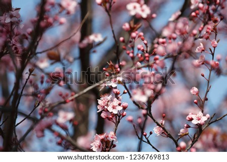 Fruits blossom close-up, march