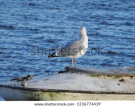 Scene from Danish fiord with close up of seagull sitting on a boat       