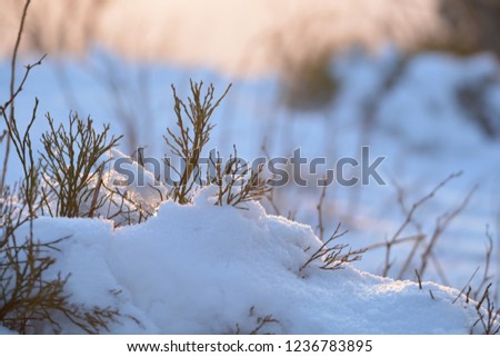 Closeup of branches in snow on a mountain with sun setting behind trees in the background