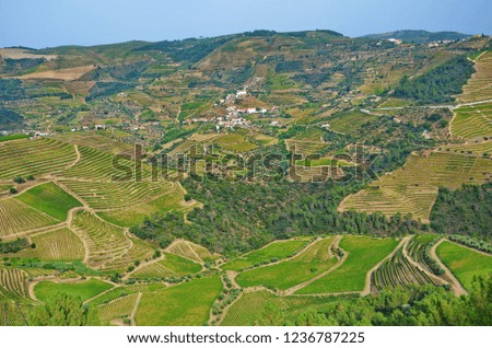 Beautiful landscape of the Douro Valley with its typical terrace vineyards and green fields, Portugal. The area is located along the Douro river and is well known for the port wine production. 