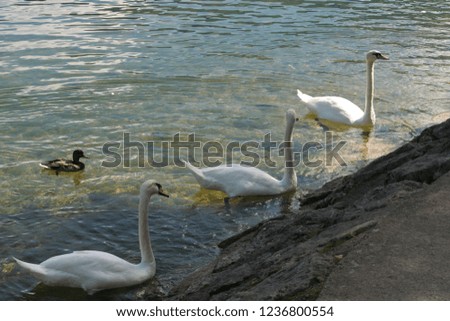Three Swans & a Duck