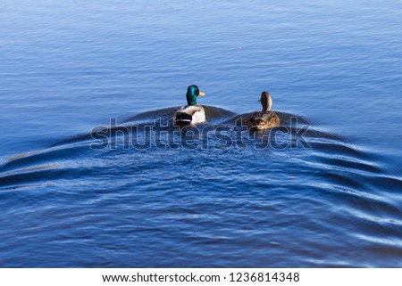 A couple of ducks floating in the city lake