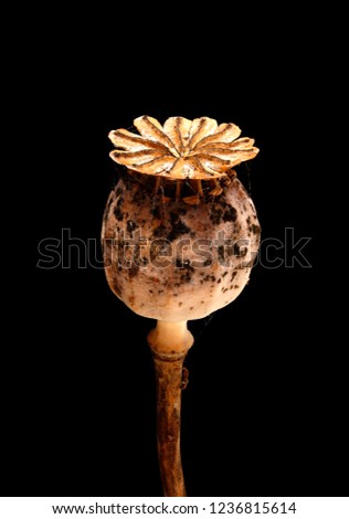 Closeup of dried poppy seedhead isolated on black background