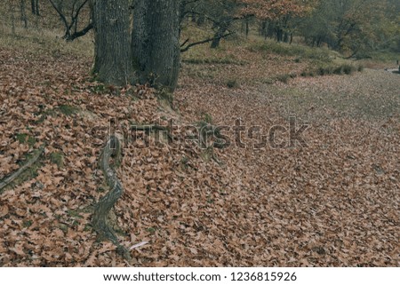 autumn misty landscape with trees, fallen leaves 