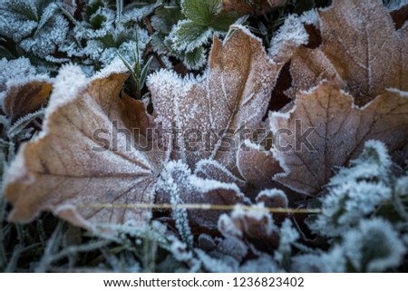 Frozen leaves in winter