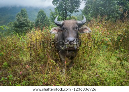 domestic asian water buffalo in a green field in vietnam
