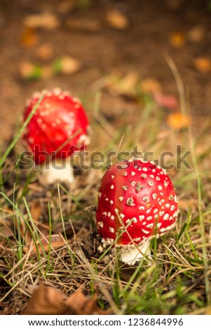 red mushrooms on the ground filled with wood chips and thin grasses in the shade. Royalty-Free Stock Photo #1236844996
