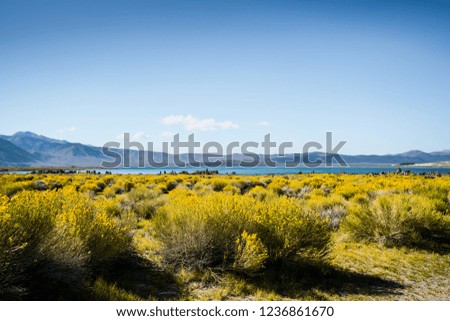 mono lake desert california