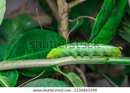 Green caterpillar on the leaves of lemon tree