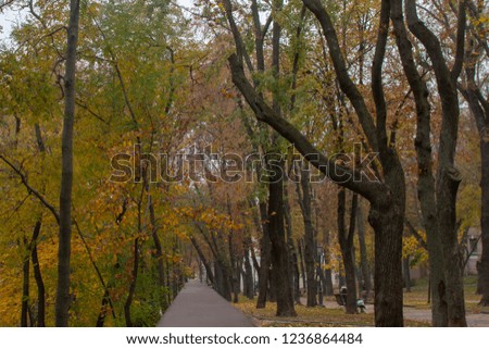 a wooden ramp in a park in autumn