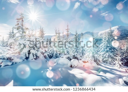 Charming winter landscape in the morning. Location Carpathian, Ukraine, Europe. Bokeh light effect. Instagram toning filter. Ski resort. Exotic wintry scene. Fabulous winter wallpaper. Happy New Year!