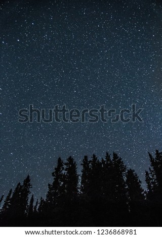 Stars above silhouetted pine trees.